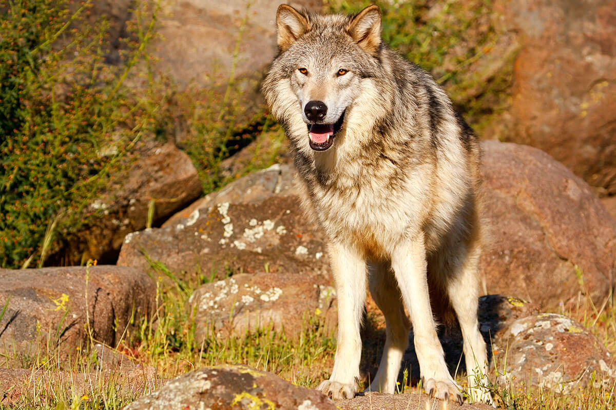 Gray Wolf