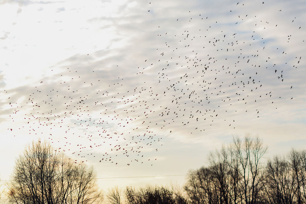 Migrating Small Birds