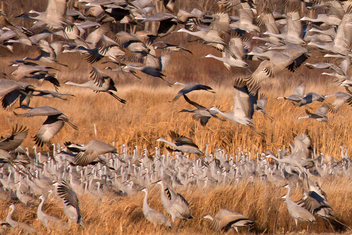 Sandhill Cranes Migration