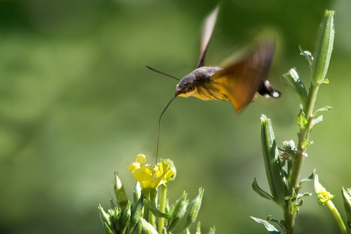 Evening Primrose and Hummingbird Moth