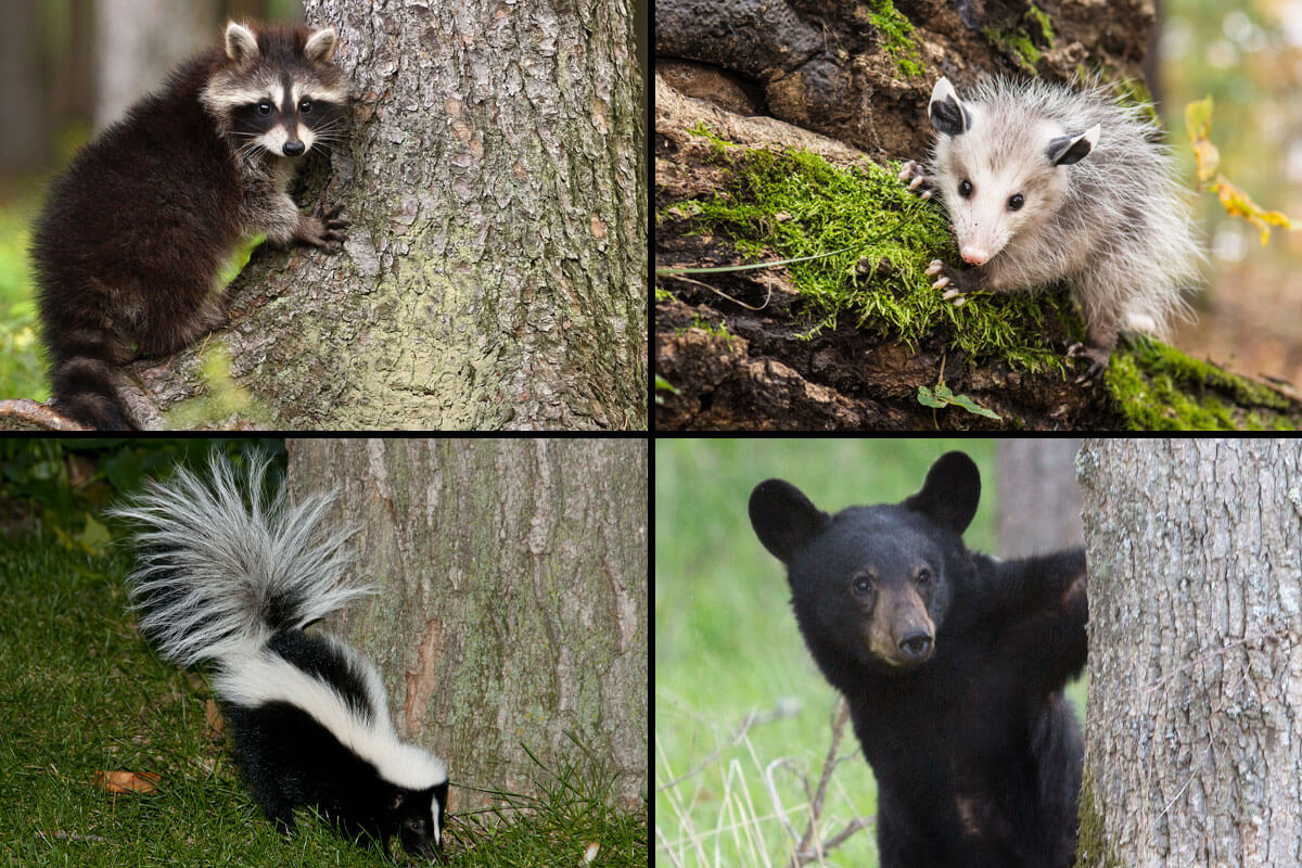 Raccoon, Skunk, Opossum and Bear